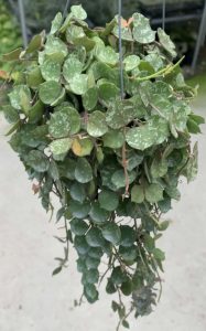 Hoya curtisii 