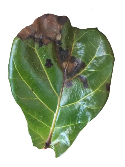 Fiddle Leaf Fig Brown Spots A Complete Guide Gardening Brain