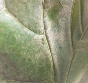 Fiddle leaf fig brown spots