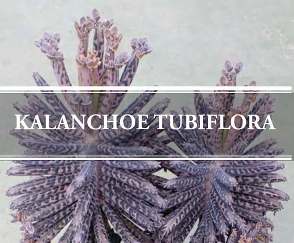 Kalanchoe Tubiflora The Mother Of, What Is The Meaning Of Chandelier Plant