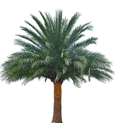 Sylvester Palm: The Popular Palms - Gardening Brain