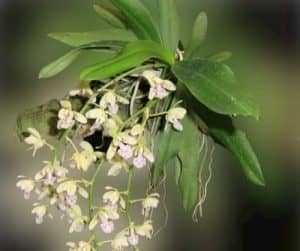 Sedirea Japonica