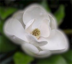 Magnolia Flower Meaning - Magnolia Meanings
