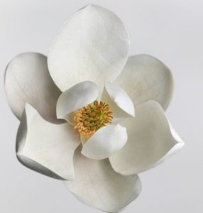 Magnolia flower meaning 