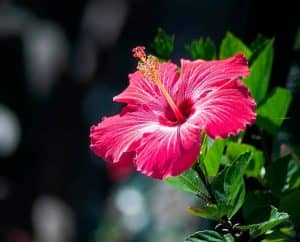 Hibiscus meaning 