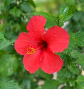 Hibiscus meaning 