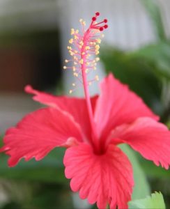 Hibiscus meaning