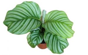 Calathea Orbifolia 