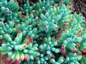 Sedum Pachyphyllum