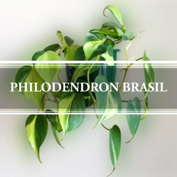 Philodendron Brasil: Heart Shaped Leaves - Gardening Brain