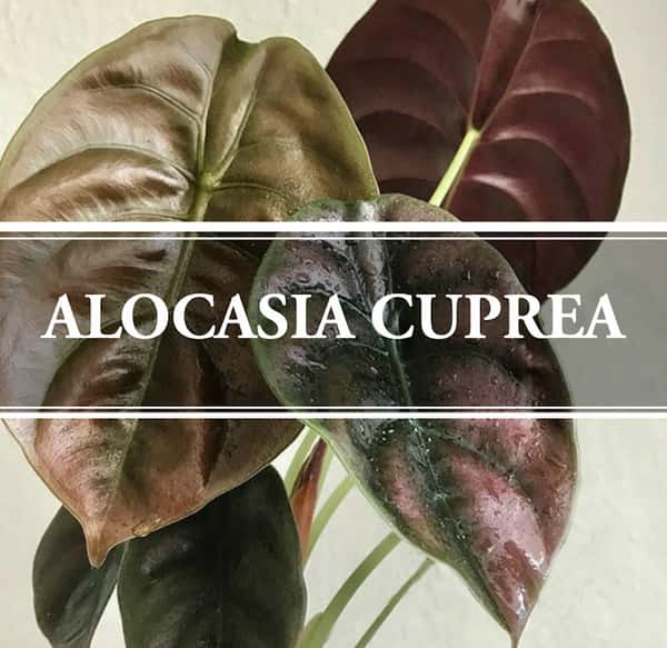 Details about   RARE Alocasia cuprea Plant with Foil Pouch 