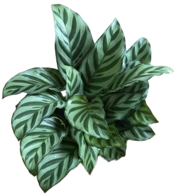 Calathea Freddie: Concinna Freddie Prayer Plants - Gardening Brain