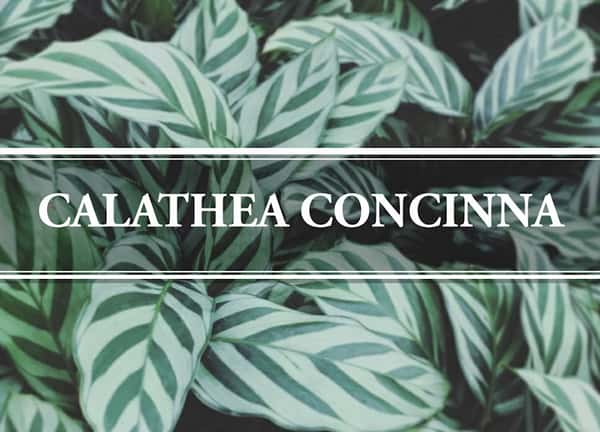 Calathea Concinna