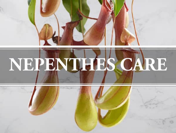 Nepenthes Care