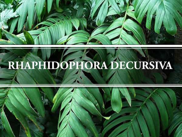 Rhaphidophora Decursiva