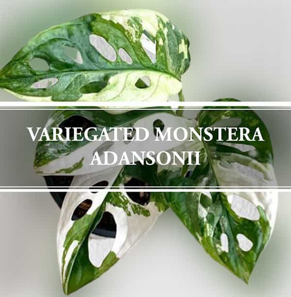 Variegated Monstera adansonii