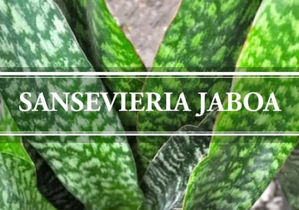 Sansevieria Jaboa