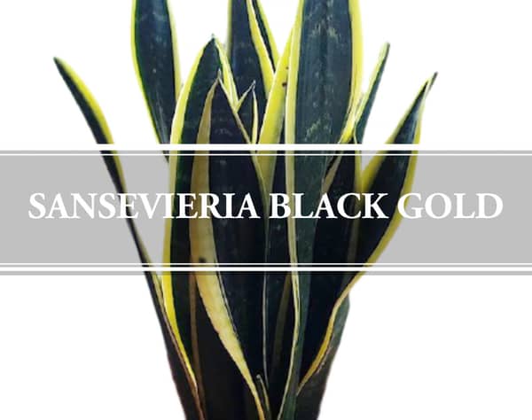 Sansevieria Black Gold