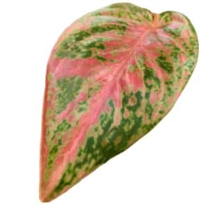 Aglaonema Sparkling Sarah