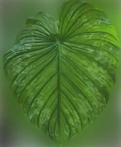 Philodendron mamei