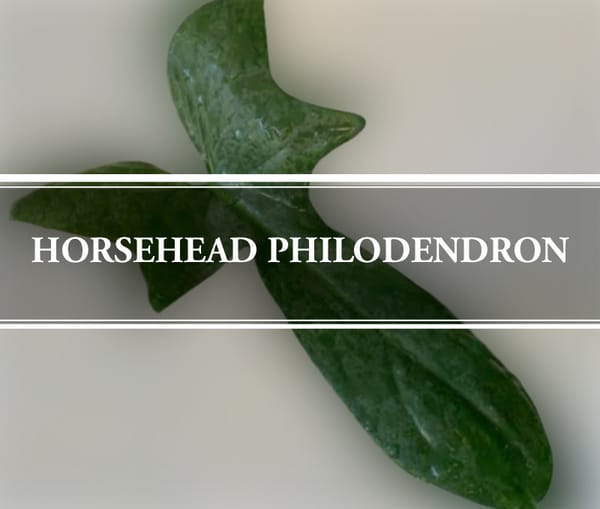 Horsehead Philodendron