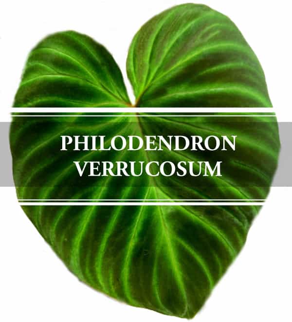 Philodendron Verrucosum