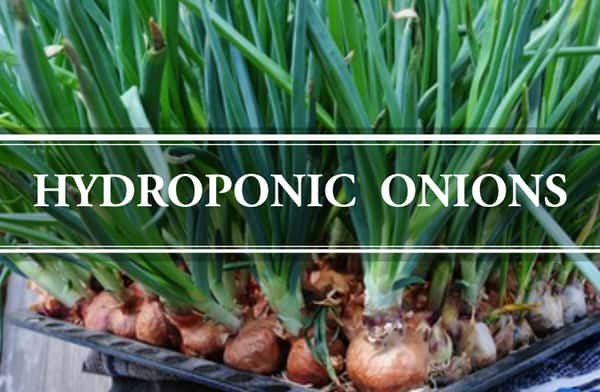 hydroponic onions