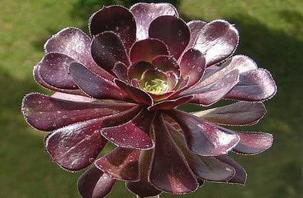 10 Best Full Sun Succulents – Gardening Brain