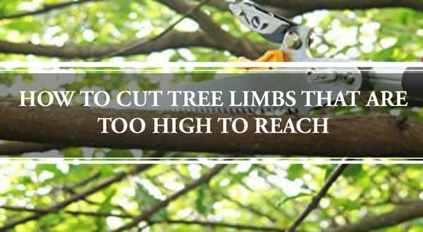 How to Cut Tree Limbs That Are Too High to Reach