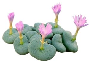 Rare Succulents