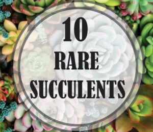 10 Most Rare Succulents Found in the World – Gardening Brain
