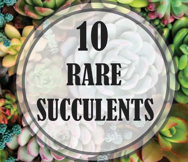 Rare Succulents