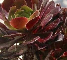 Black Bugs on Succulents