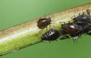 Black Bugs on Succulents