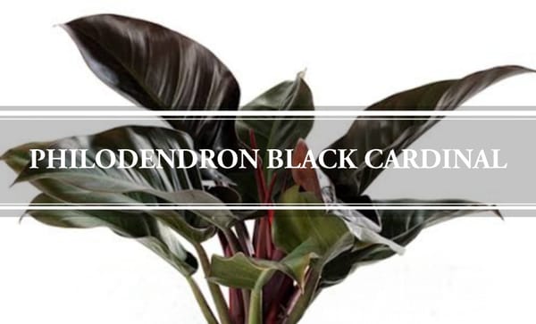 philodendron black cardinal