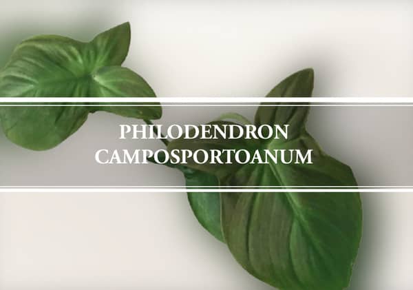 Philodendron Camposportoanum