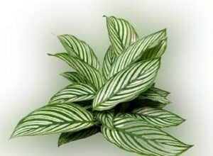 calathea vittata