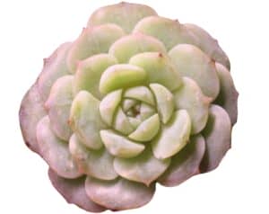 echeveria pure love