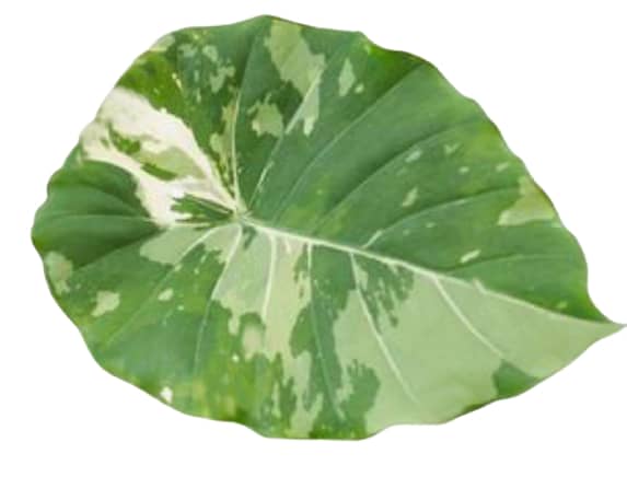 Alocasia Odora Variegata