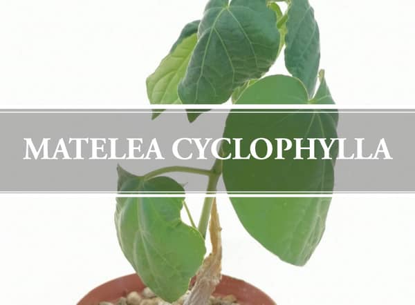 Matelea Cyclophylla