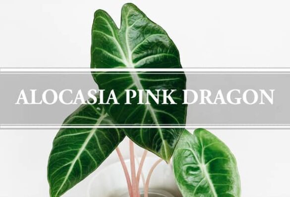 Alocasia Pink Dragon Plant: Features & Care Guide - Gardening Brain