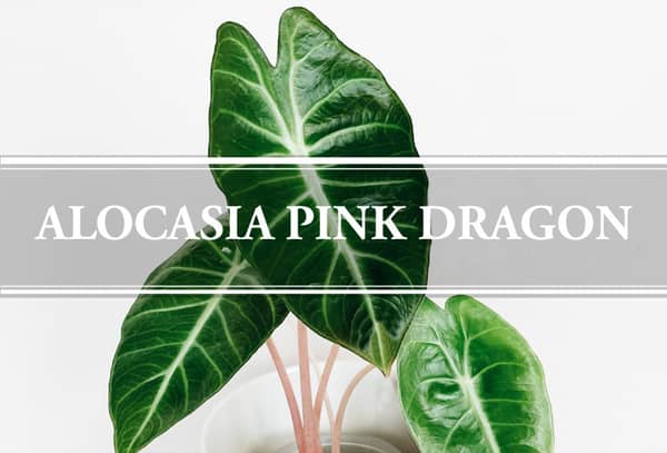 alocasia pink dragon