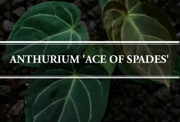 Anthurium ace of spades