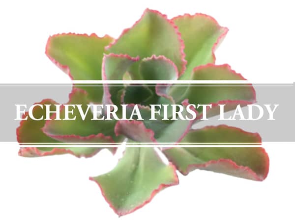 Echeveria First Lady