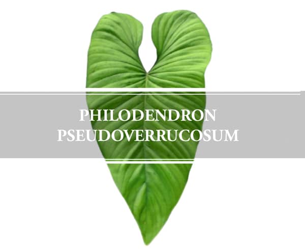 philodendron pseudoverrucosum