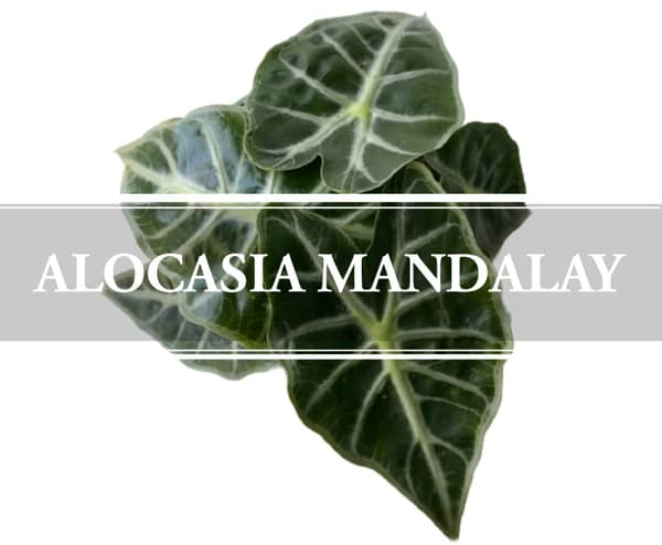 Alocasia Mandalay