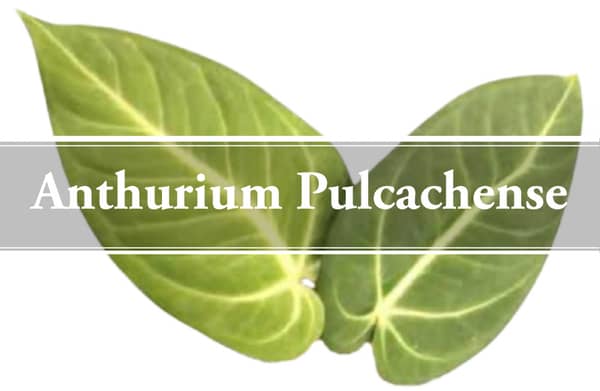 Anthurium Pulcachense