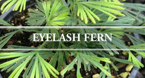 eyelash fern