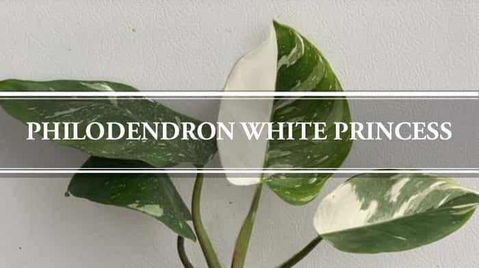 philodendron white princess