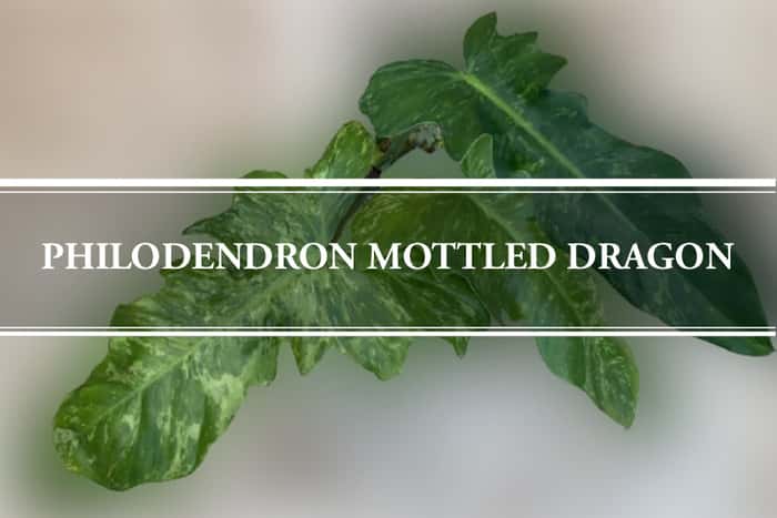 philodendron mottled dragon